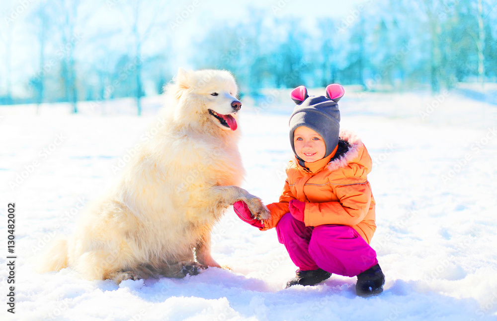 smiling child and white Samoyed dog playing on snow winter gives smiling child and white Samoyed dog playing on snow winter gives