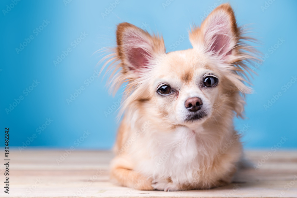 cute brown Chihuahua dog sitting on wooden floor. cute brown Chihuahua dog sitting on wooden floor.