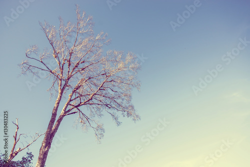 Old dead tree, Vintage photography effect...