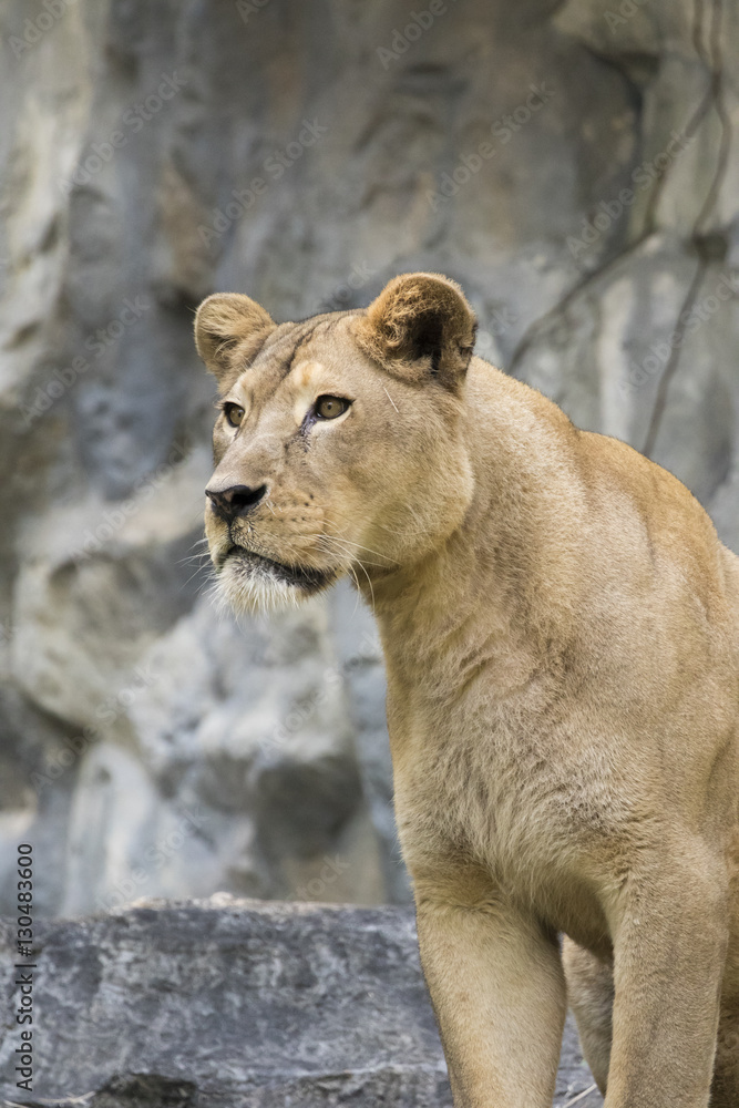 Image of a female lion on nature background. Wild Animals. Image of a female lion on nature background. Wild Animals.