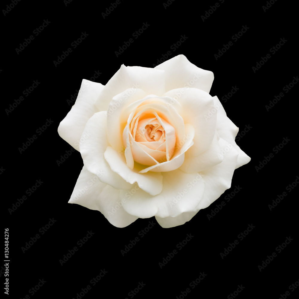 Naklejka premium piękna biała róża