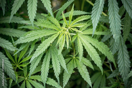 Marijuana leaves, Medical Marijuana..
