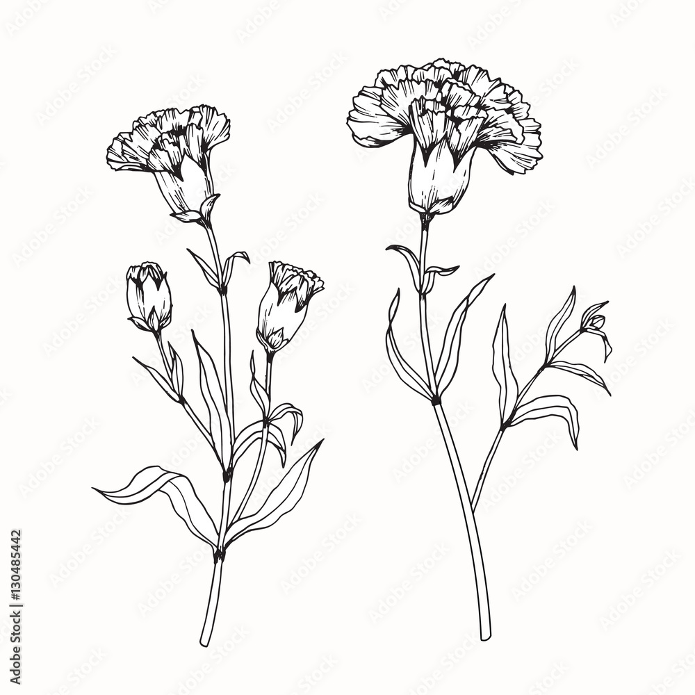 Hand drawing flowers. Carnation flower vector illustration and clip art ...