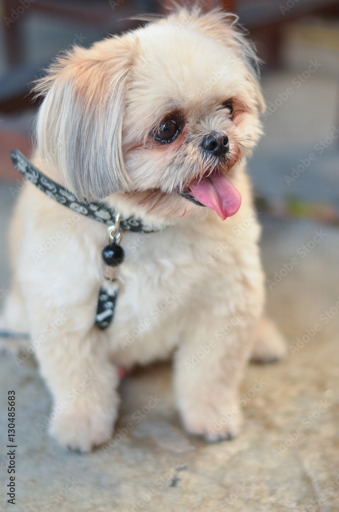 Shih Tzu sit in the garden.
Shih Tzu sit in the garden.