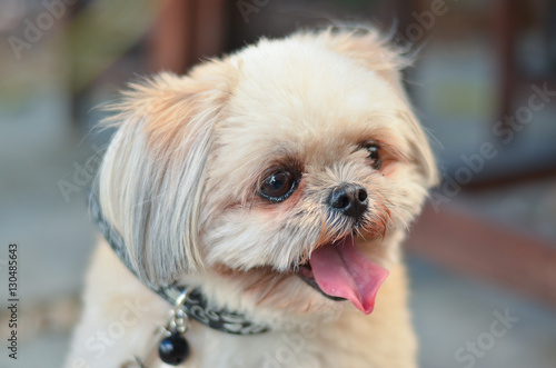 Shih Tzu sit in the garden. 