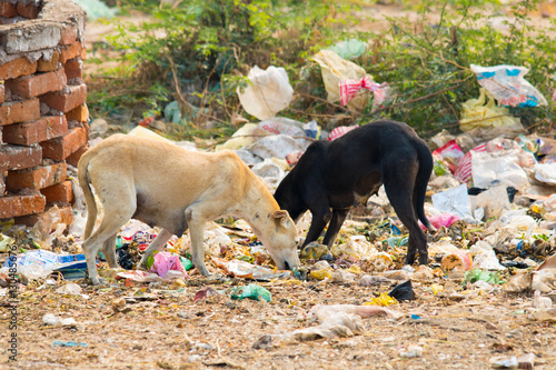 street life india  street dogs eating garbage photo