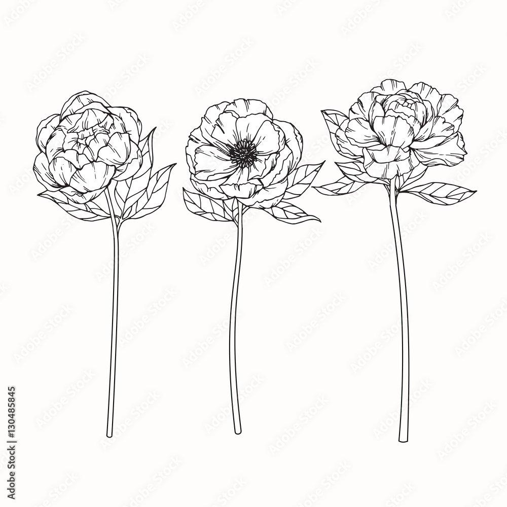 Hand drawing flowers. Peony flower vector illustration and clip art on white backgrounds.
