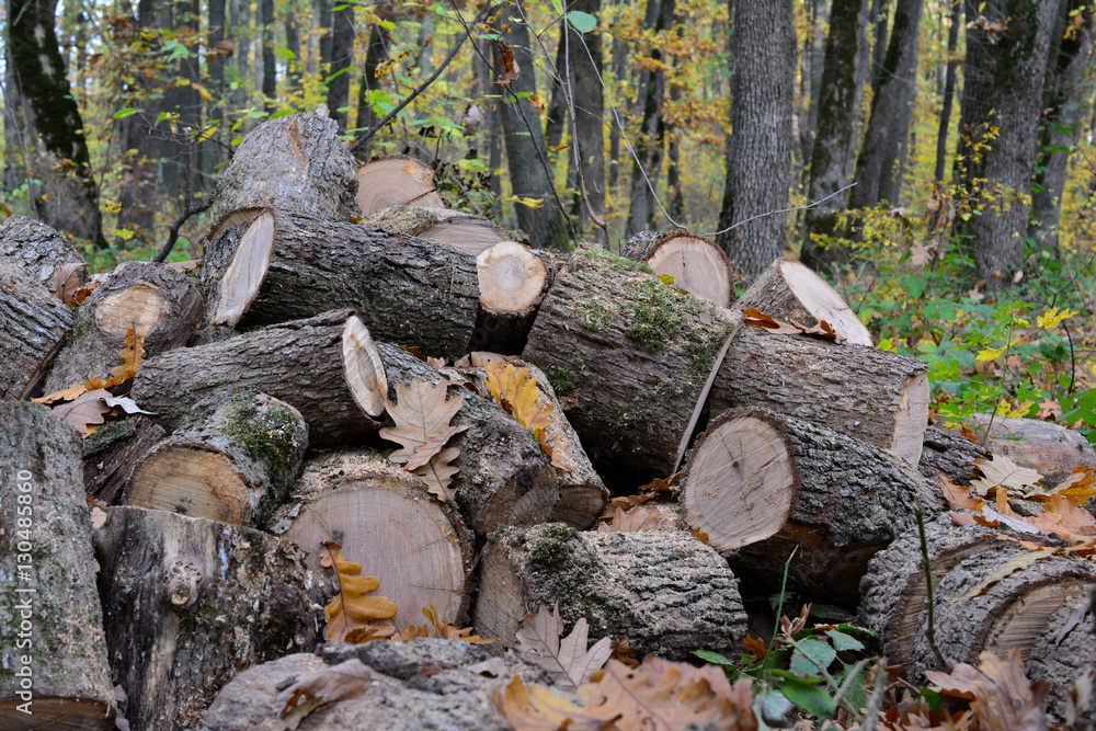 Pile of cut out firewood, close up Pile of cut out firewood, close up