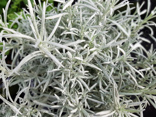 Currykraut; Helichrysum, italicum