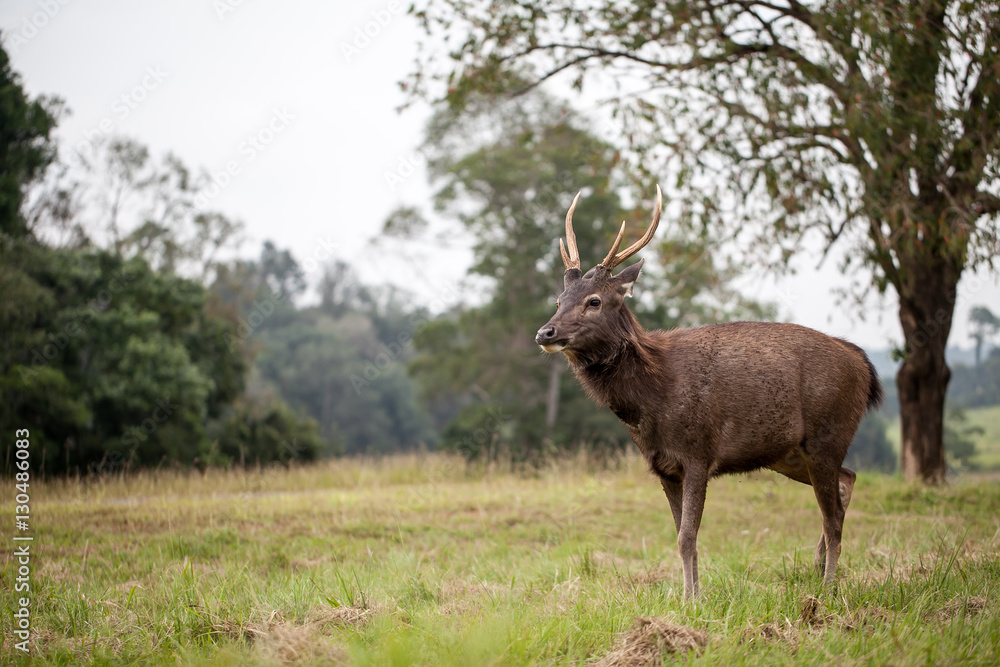 Obraz premium deer in field