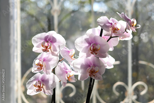 White orchids on the background of the window. Winter flowers.
