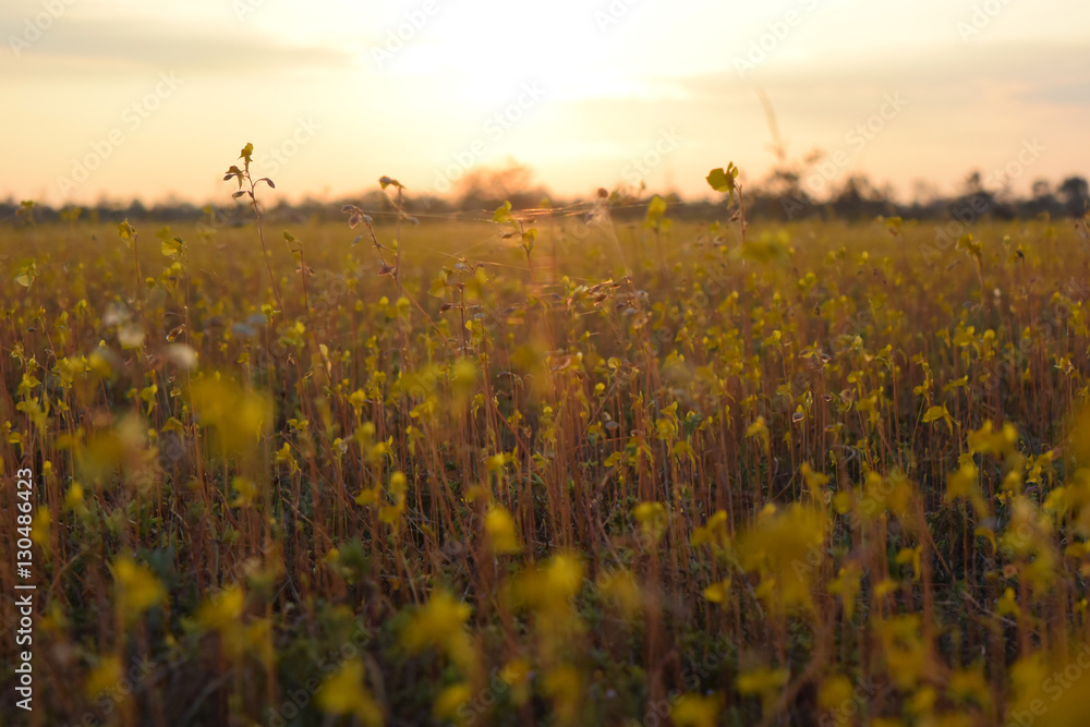 Obraz premium The sun is about to sunset