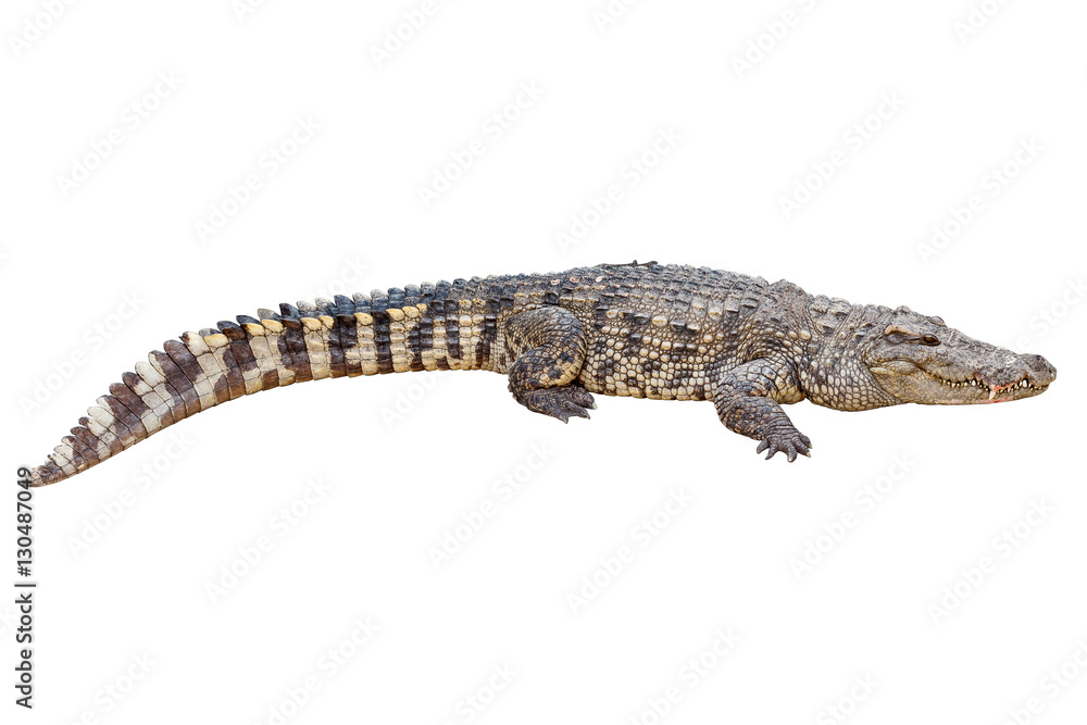 Crocodile isolated on white background. Crocodile isolated on white background.