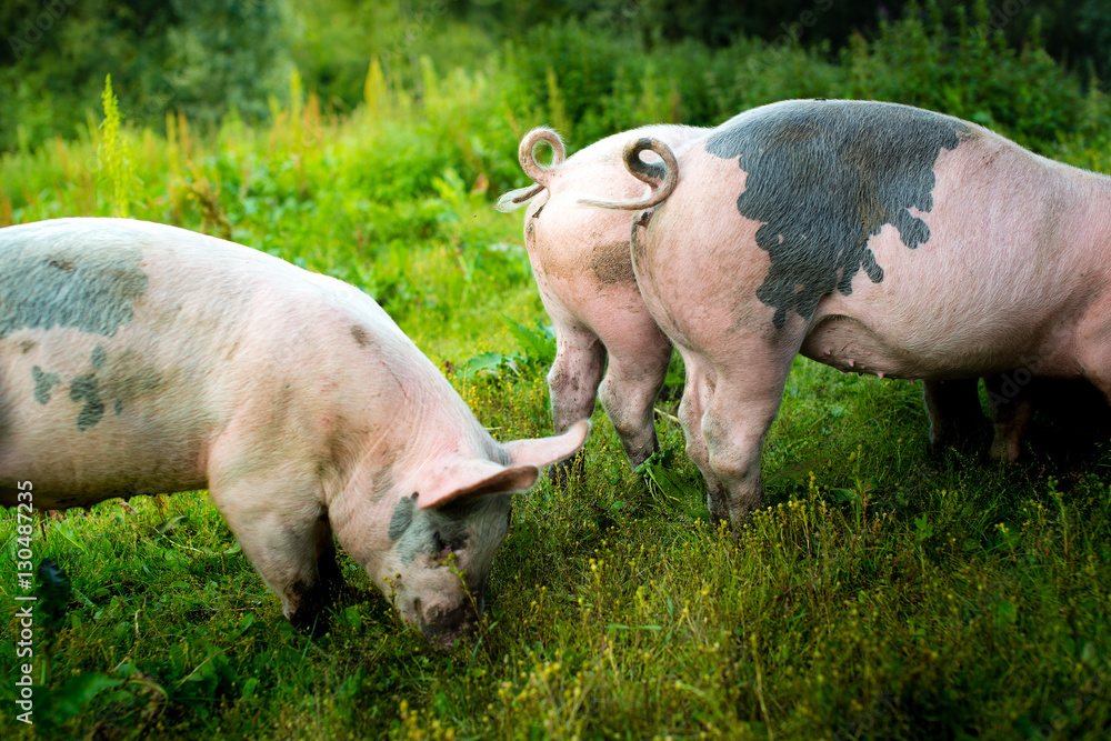 Fototapeta premium pigs outside in the grass