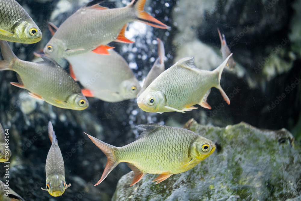 Naklejka premium Schwanenfeld's Tinfoil Barb fish