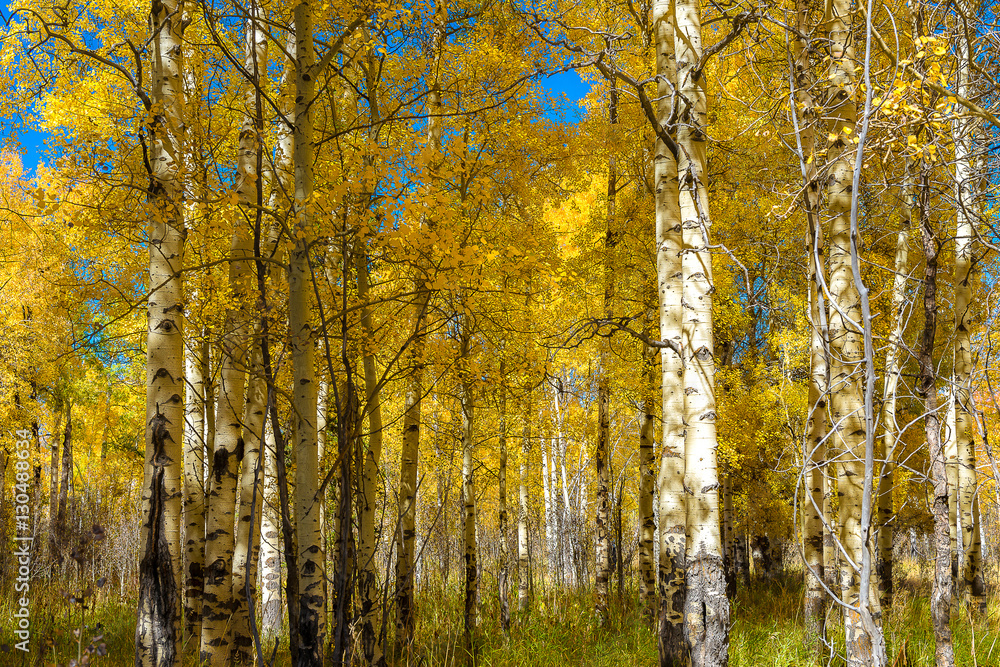 Beautiful Aspen tree