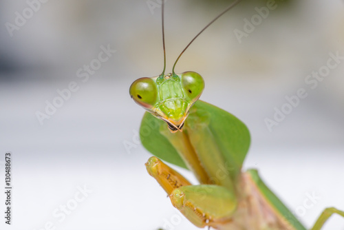 Bild auf Leinwand Giant Malaysian shield praying mantis (Rhombodera Basalis) resting on a white po