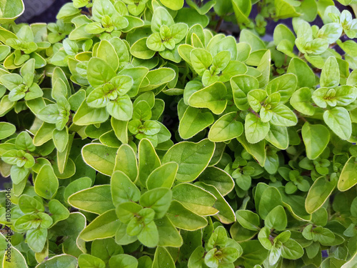 Oreganum, Dost; Origanum, vulgare; Aureum