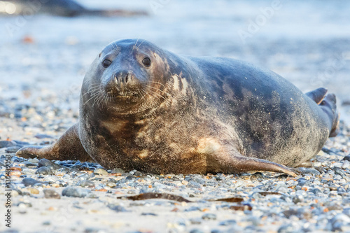very cute seal on the beach on dune island near helgoland, wild ocean, marine wildlife, germany, helgoland and dune, a lot of seals, new life comes