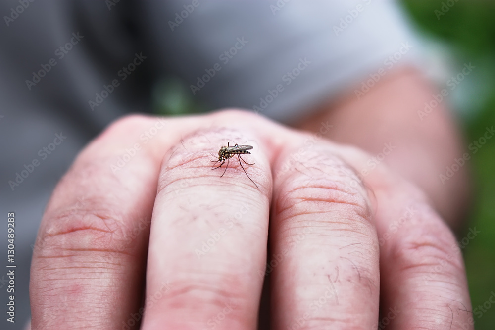 Little mosquito sucking blood on the man skin. Virus carrier and repellent concept.