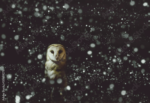 Barn owl winter portrait with dark and snow background. Soft focus on owl head, retouched picture.