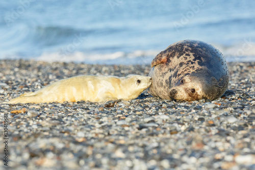 very cute seals on the beach on dune island near helgoland, wild ocean, marine wildlife, germany, helgoland and dune, a lot of seals, new life comes