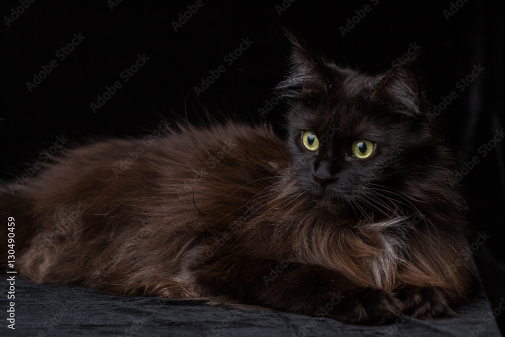 Obraz premium Studio Portrait of a beautiful Maine Coon Cat