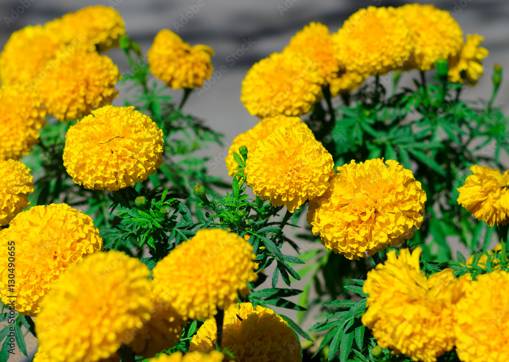Yellow flowers in the garden,Beautiful Marigold yellow flowers