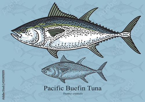 Pacific Bluefin Tuna. Vector illustration for artwork in small sizes. Suitable for graphic and packaging design, educational examples, web, etc.