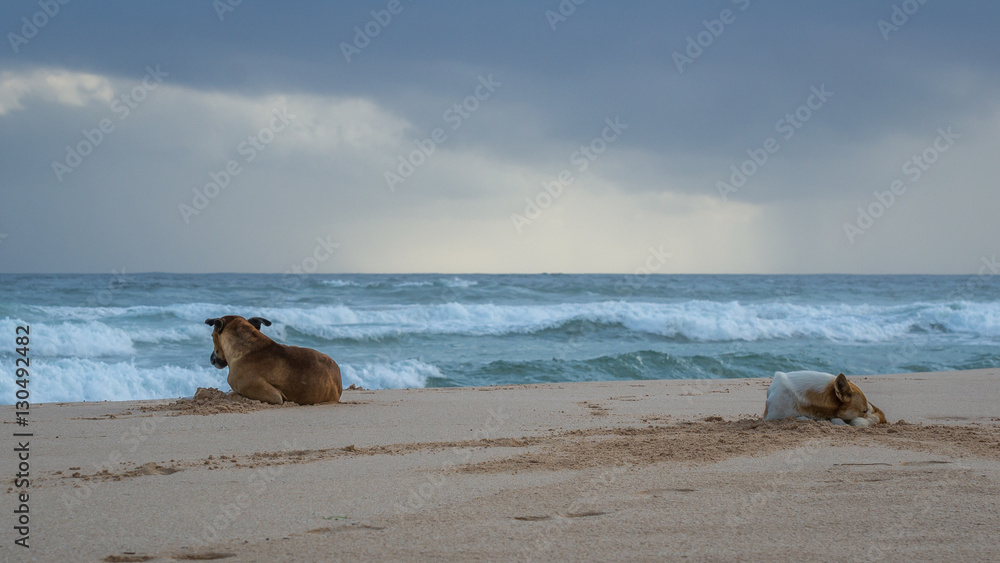 Two dogs lay on the ocean. Quarrel. Dogs have turned away from each other. Two dogs lay on the ocean. Quarrel. Dogs have turned away from each other.