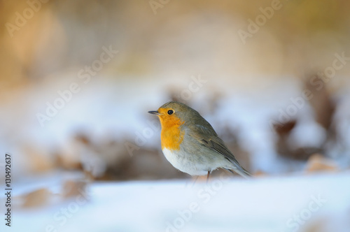 Wintering Robin walking in the snow