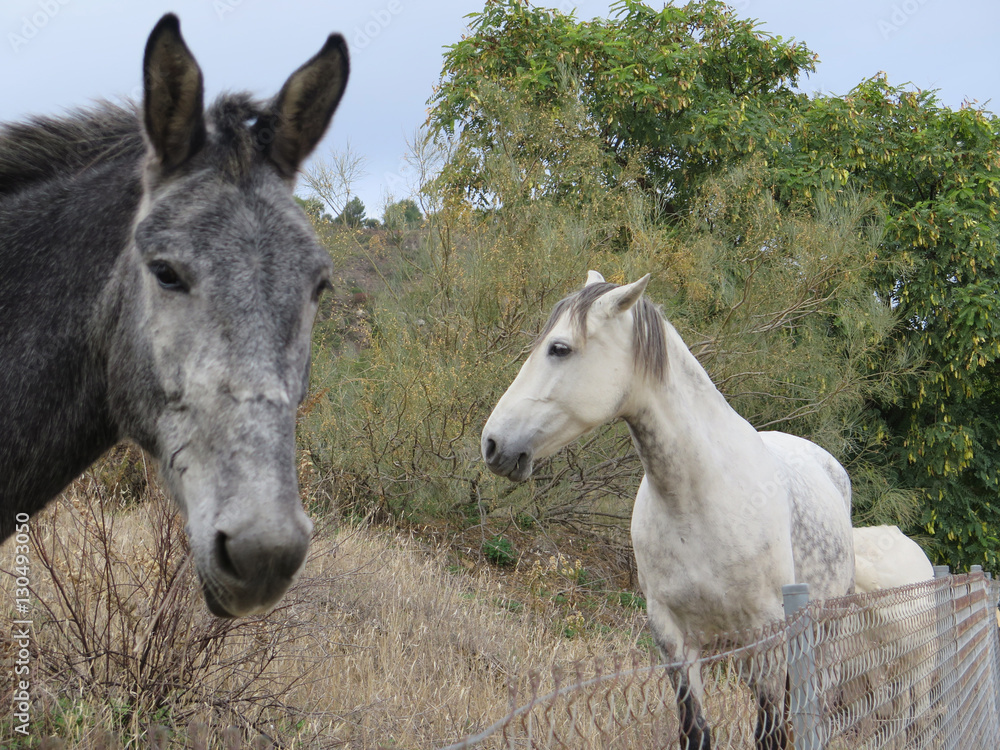 Obraz premium Mule looking at camera
