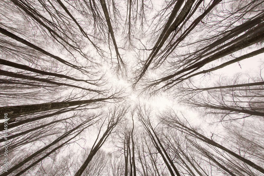 Obraz premium View the forest from below in winter time