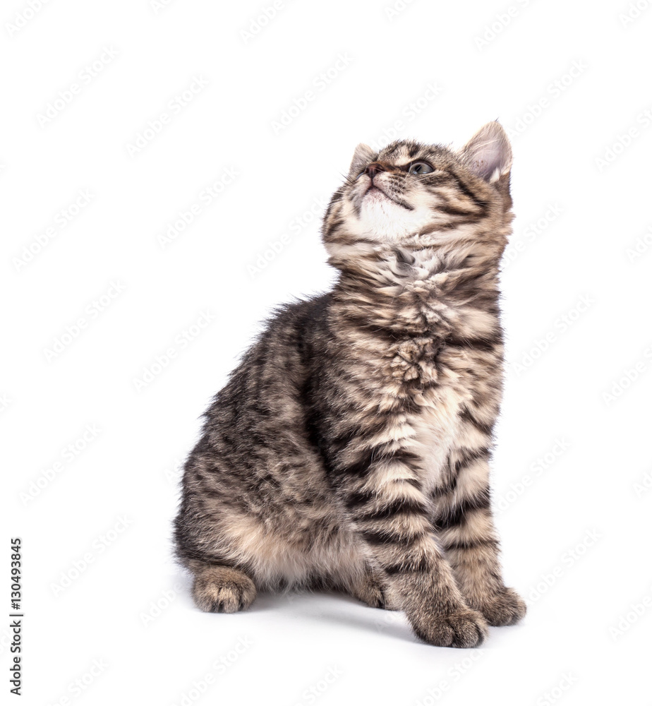 Portrait cat isolated Portrait cat isolated