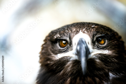 Extreme closeup of an Indian Eagle with Eyes in focus - very shallow depth of field photo