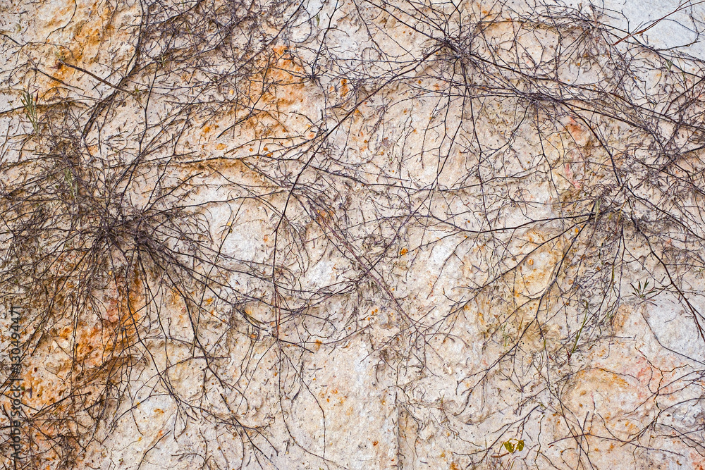 Dried plants on white sand dunes