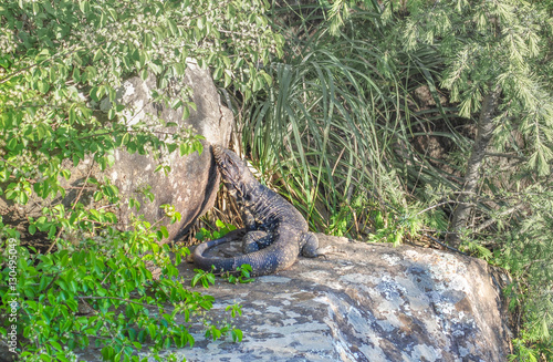 Forest dragon iguana sunbathing