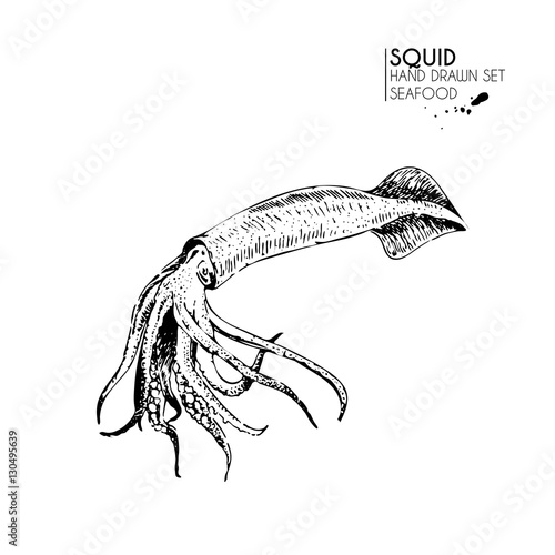 Vector hand drawn set of seafood icons. Isolated squid. Engraved art. Delicious marine food menu sketched objects.