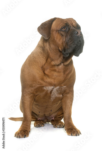 dogue de Bordeaux