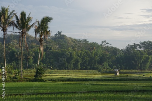Ricefield_indonesia