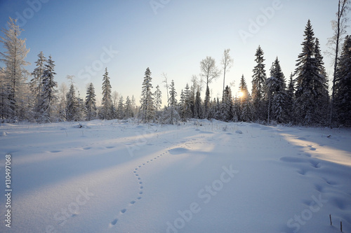 nature landscape winter forest frosted