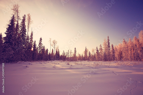 nature landscape winter forest frosted