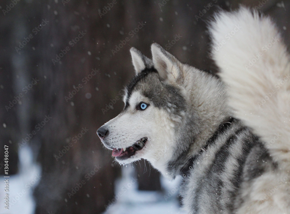 Husky with blue eyes in the wood