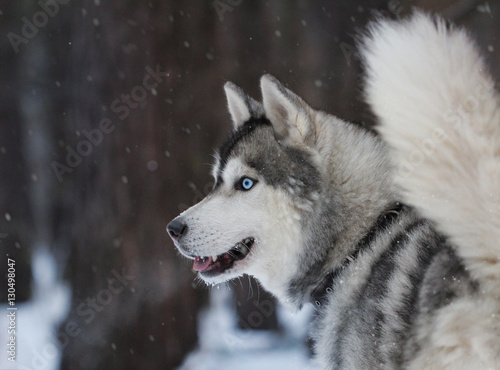 Husky with blue eyes in the wood © Petrova-Apostolova