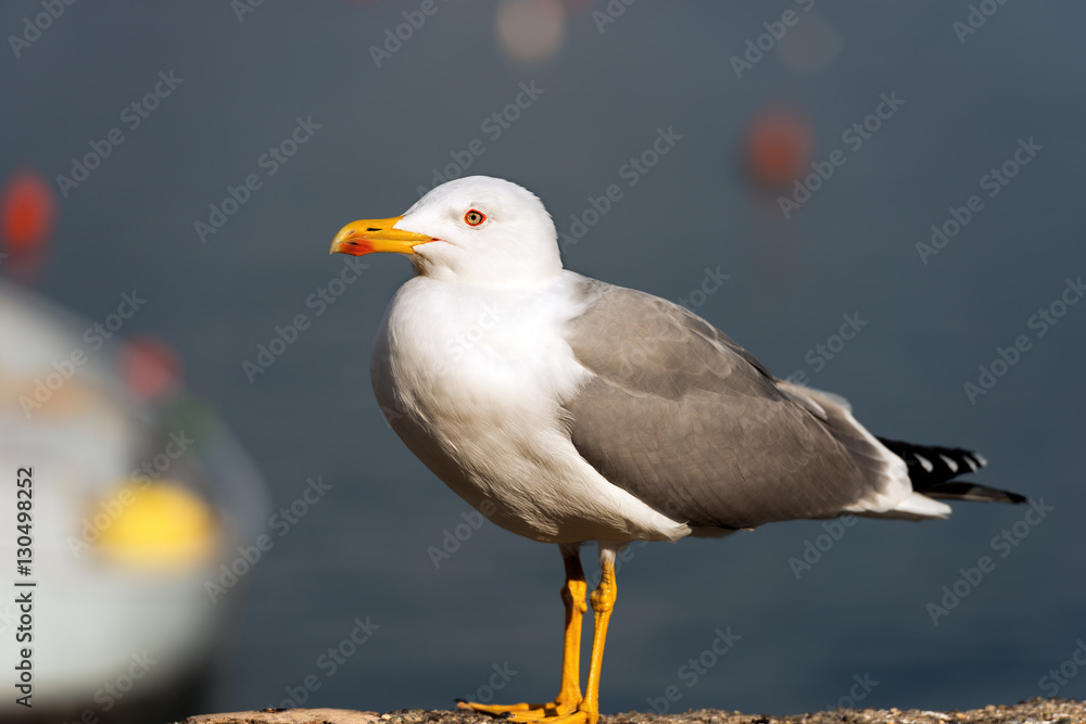 Seagull in a Port Seagull in a Port