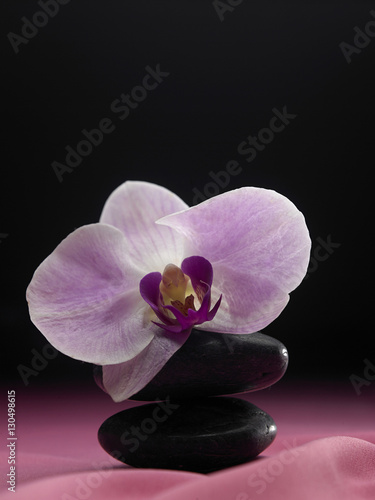 orchid flower on the stone