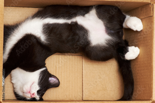 Quirky sleep funny cat.