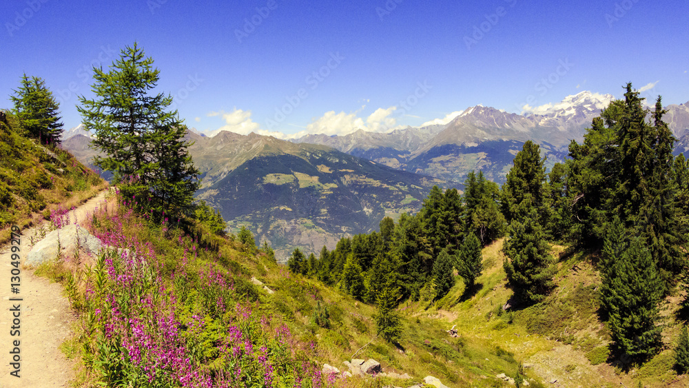 Estate in montagna. Panorama nel parco naturale con vista sul sentiero, i prati, gli alberi, i boschi, le montagne e le vette. Alpi italiane. Valle d'Aosta. Alpi Italia