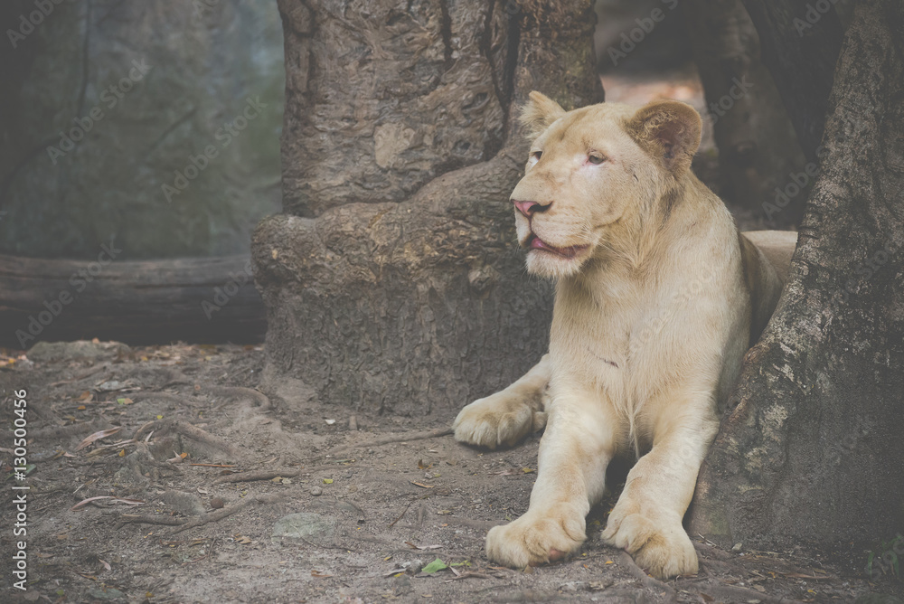 Fototapeta premium female lion