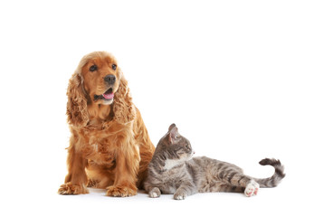 Cute dog and cat together on white background